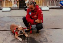 Los Momentos Más Tiernos de Roscoe y Lewis Hamilton en la Fórmula 1  
Una Mirada Especial a su Amistad en el Mundo del Automovilismo