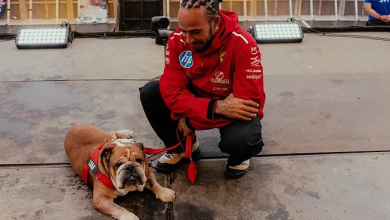 Los Momentos Más Tiernos de Roscoe y Lewis Hamilton en la Fórmula 1  
Una Mirada Especial a su Amistad en el Mundo del Automovilismo